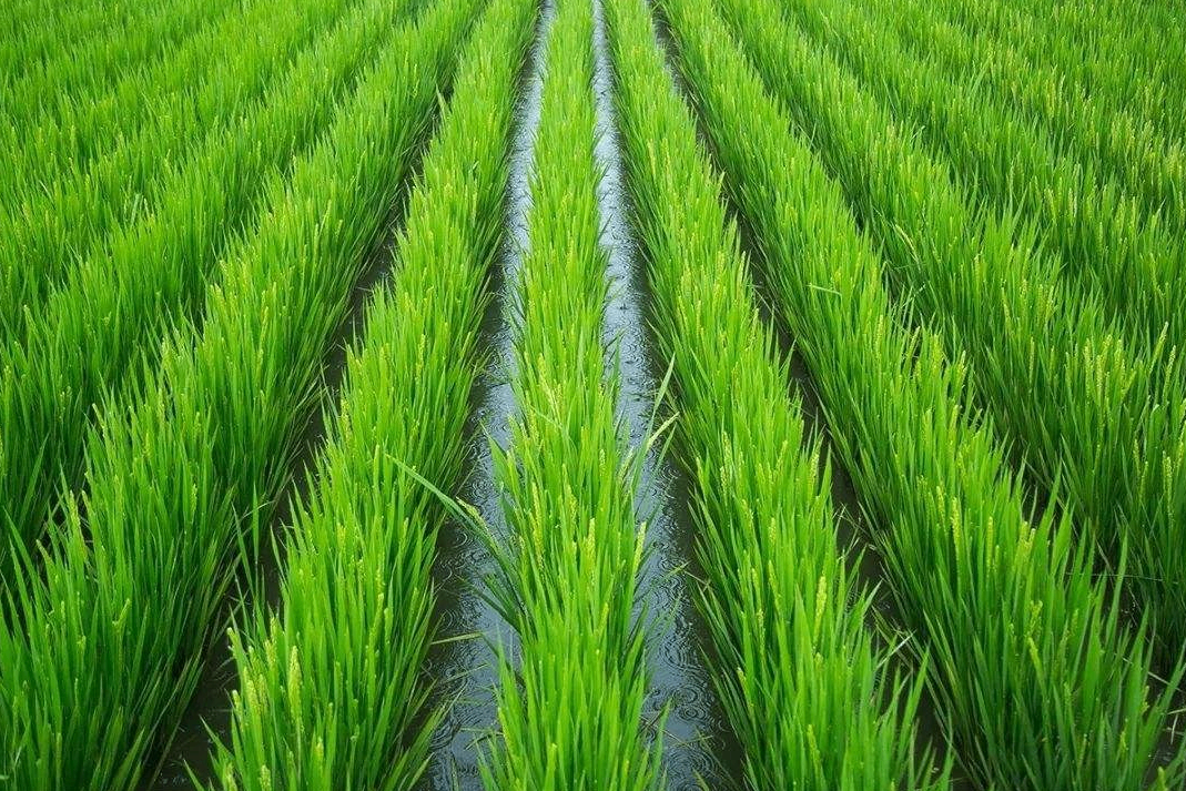 湖南零陵发展数字农业 现代农民种粮更轻松