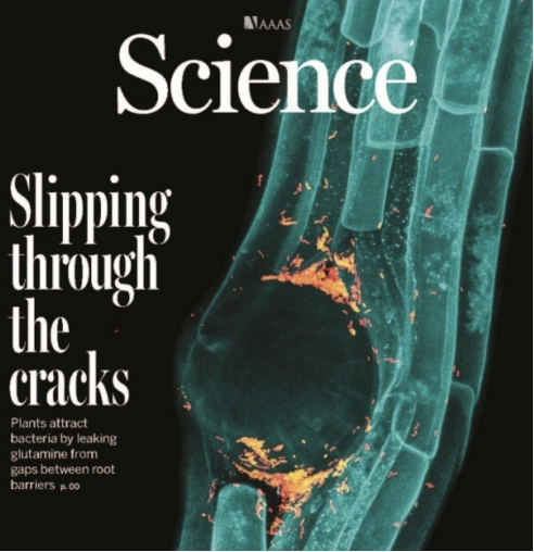 科学家绘制根系微生物“定居地图”